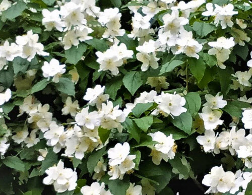 Jasmine-white-flowers