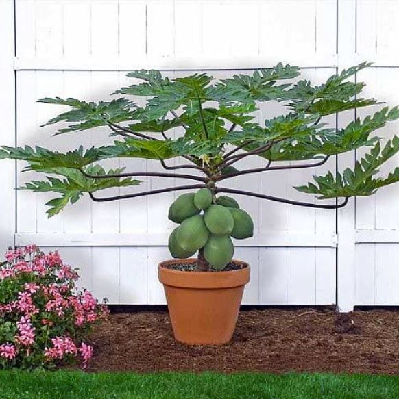 Planting-papaya-in-pot