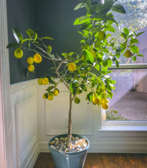 Citrus-Tree-Indoor