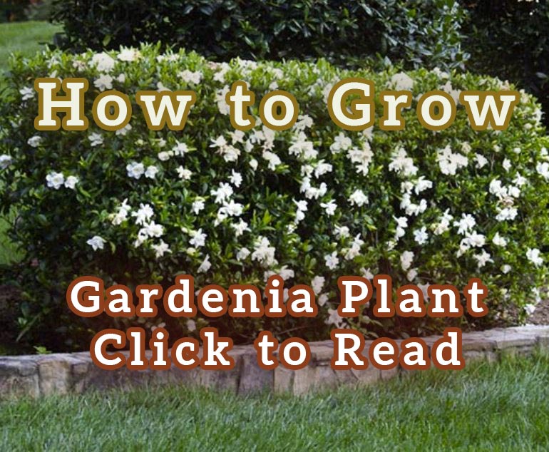 Gardenia-Plants