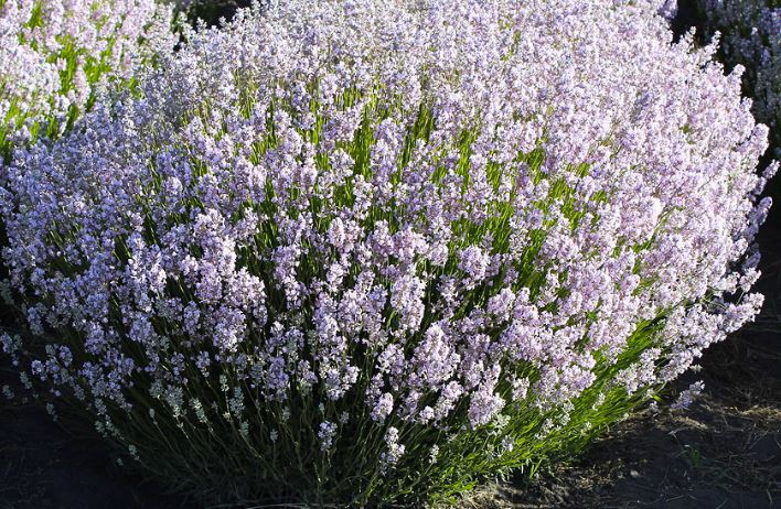 Hidcote Pink lavender