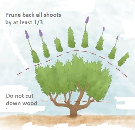 How-to-prune-Lavender