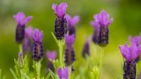 Lavender-plant