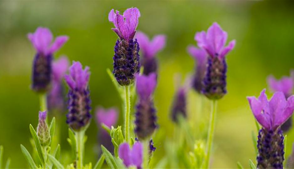 Lavender-plant