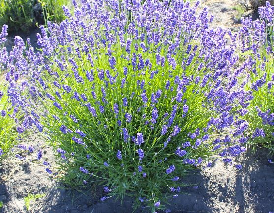 Purple-bouquet-Lavender