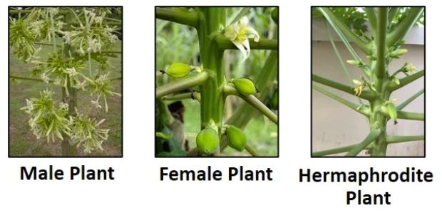Identify-male-female-hermaphrodite-papaya-tree