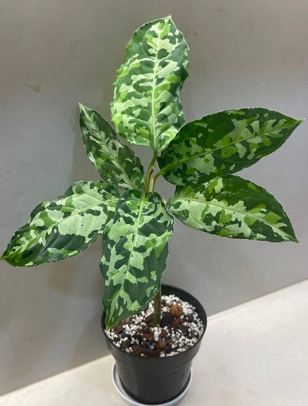 Aglaonema Pictum Tricolor Growing and Care