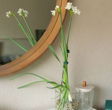 Paperwhite (Narcissus papyraceus)