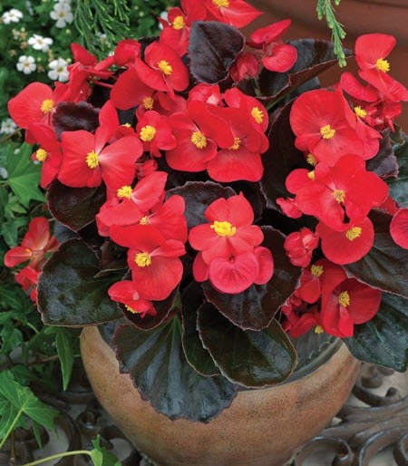 Scarlet-Begonia-Bloom
