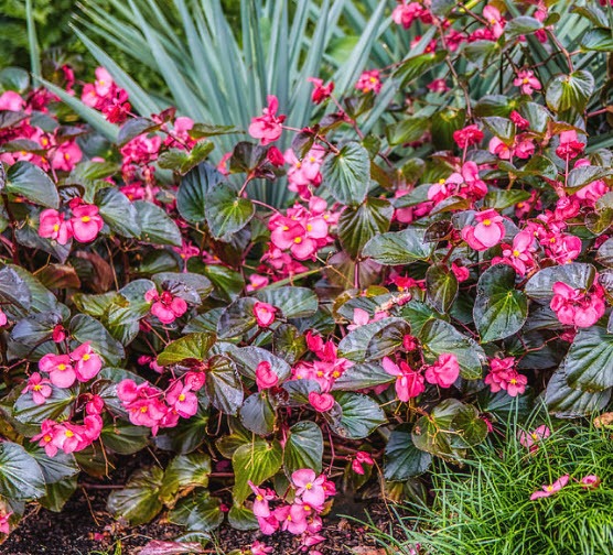 Scarlet Begonia Growing and Care