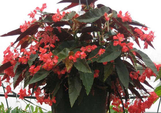 Scarlet Begonia Repotting