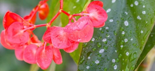 Watering-Begonia-Maculata