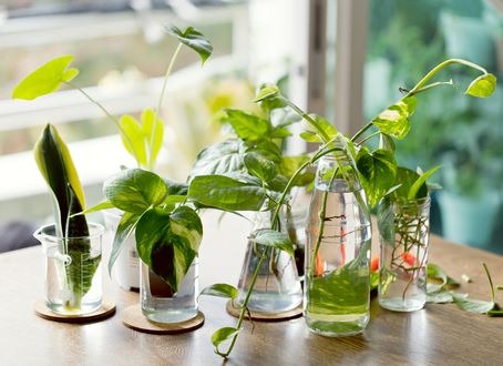 Care-Indoor-Water-Plants