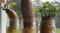 Growing-Sweet-Potatoes-Indoor
