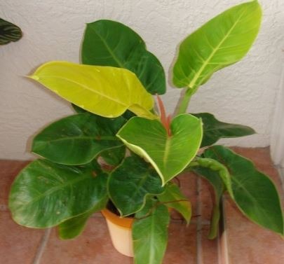 Moonlight Philodendron
