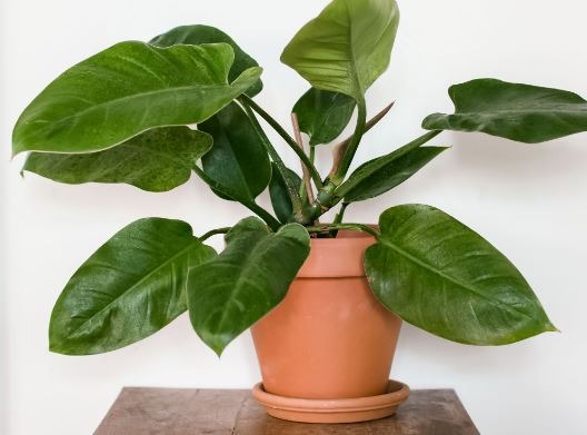 Philodendron Types