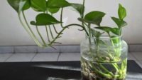 Root-Method-Indoor-Water_Plants