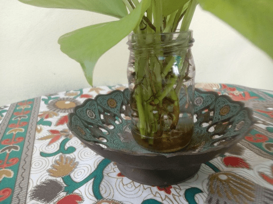 How to propagate Pothos cuttings